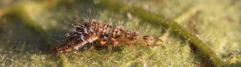 Chrysope larve